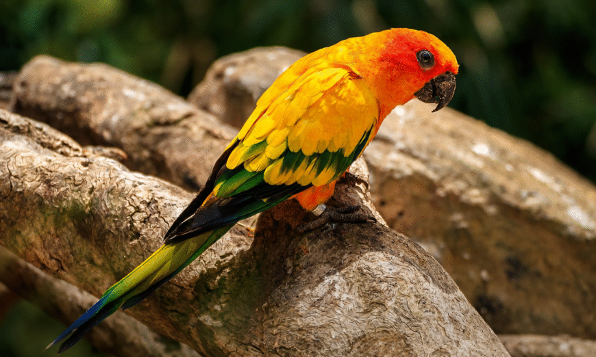 Guyana’s Global Biodiversity Alliance